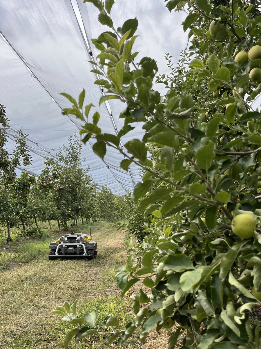 Maston en el huerto de Botta Farms