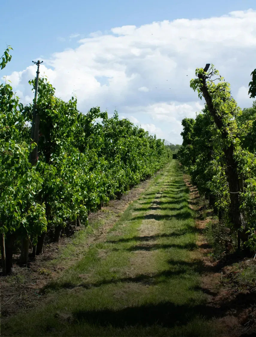 Paisaje de viñedo